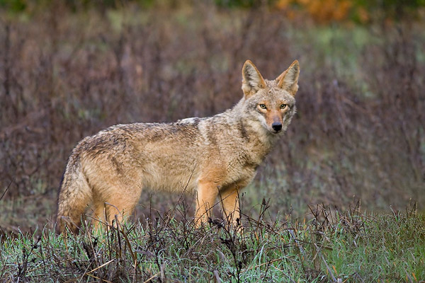 Coyote along a trail at Arastradero Open Space Preserve.