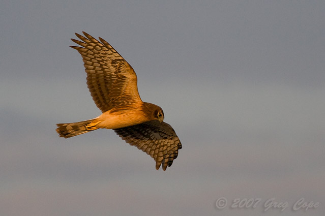 Sunset light on a Northern Harrier in flight in Half Moon Bay