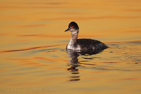 Eared Grebe swimming in the orange light reflection of Shoreline Lake.